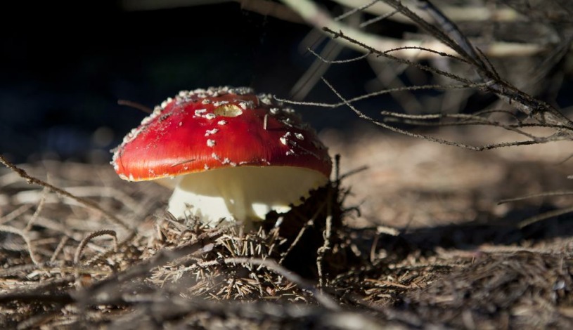 Wellness hotel Velveta Špindlerův Mlýn